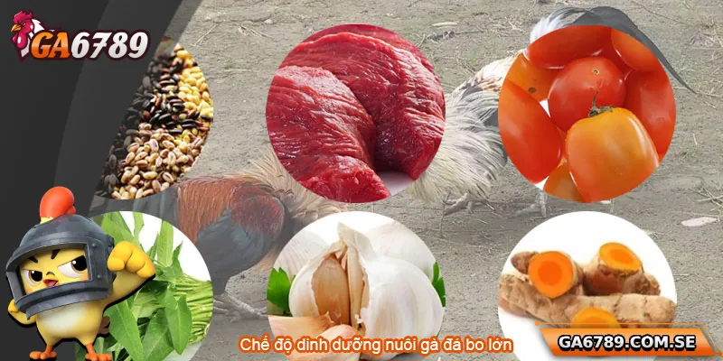 Cách Nuôi Gà Đá Bo Lớn Chuẩn Sư Kê Giúp Chiến Kê Bền Lực 2 Chế độ dinh dưỡng là yếu tố quan trọng trong nuôi gà đá bo lớn