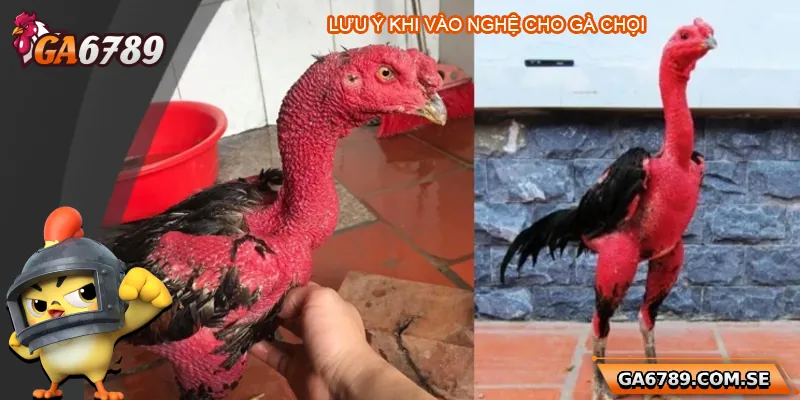 Cách Vào Nghệ Cho Gà Chọi Đúng Chuẩn Giúp Gà Sung Sức 3 Lưu ý trong quá trình vào nghệ gà chọi